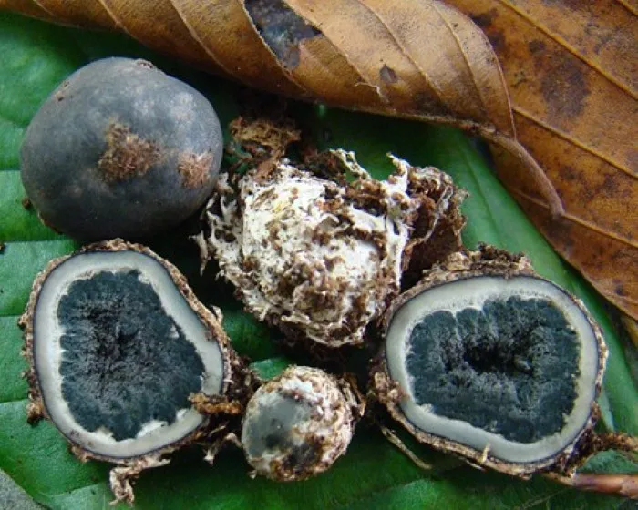 Bundás álszarvasgomba
