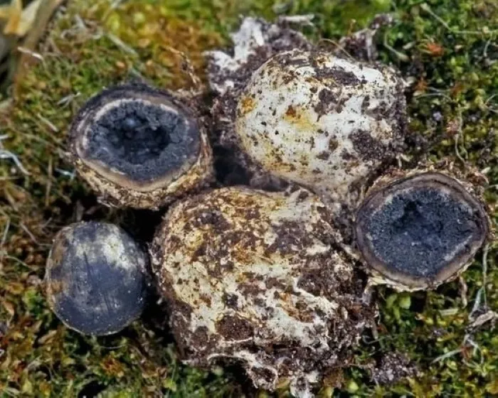 Bundás álszarvasgomba