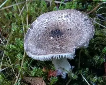 Párducpereszke
