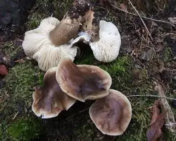 Szappanszagú pereszke