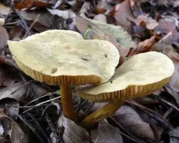 Büdös pereszke