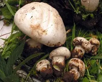 Tejpereszke