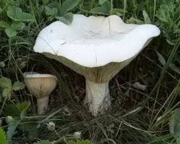 Tejpereszke