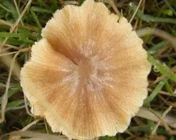 Mezei szegfűgomba