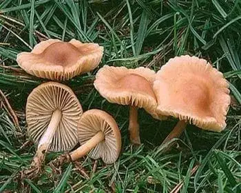 Mezei szegfűgomba