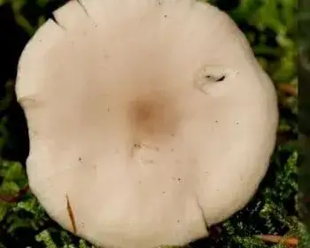 Erdei szegfűgomba