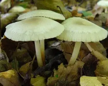 Erdei szegfűgomba