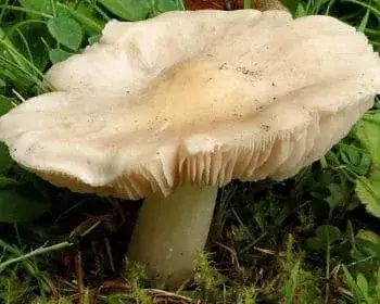 Tövisaljagomba
