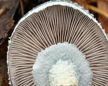 Zöld harmatgomba