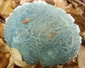 Zöld harmatgomba