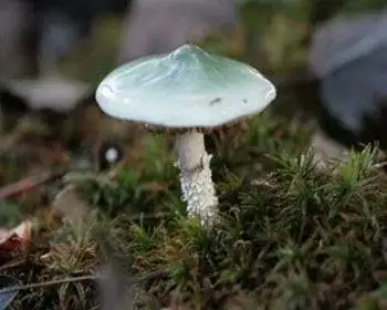 Zöld harmatgomba