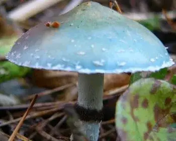 Zöld harmatgomba