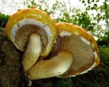 Rozsdasárga tőkegomba