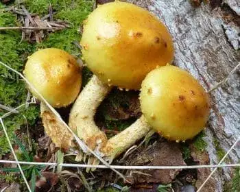 Rozsdasárga tőkegomba