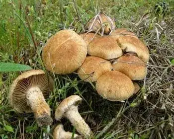 Tengerparti susulyka