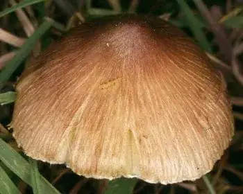 Kerti susulyka