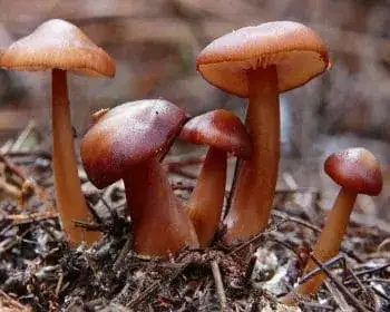 Mérges pókhálósgomba