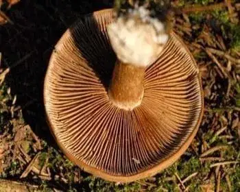 Keserű pókhálósgomba