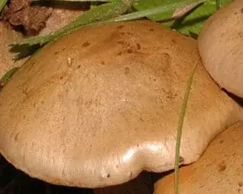 Keserű pókhálósgomba
