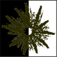 Blackish olive mushroom spore color
