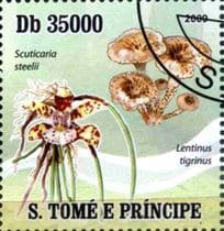 Pilz auf Briefmarke