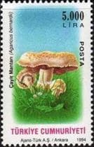 This mushroom on a stamp