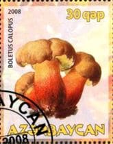 This mushroom on a stamp