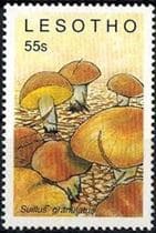 This mushroom on a stamp