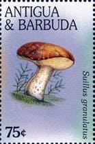 This mushroom on a stamp