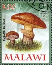 Pilz auf Briefmarke