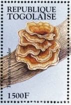 This mushroom on a stamp
