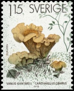 Pilz auf Briefmarke
