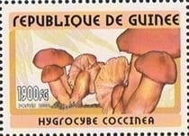 A gomba bélyegen