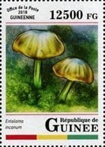 This mushroom on a stamp