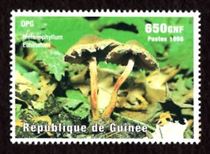 This mushroom on a stamp