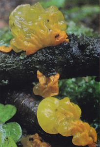 Pilz auf Briefmarke