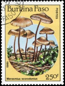 Pilz auf Briefmarke