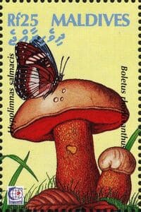 This mushroom on a stamp