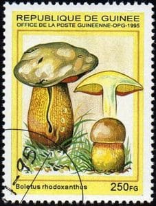 This mushroom on a stamp