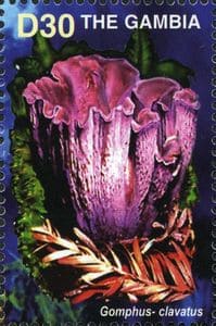 Pilz auf Briefmarke