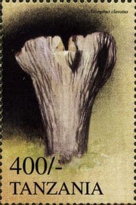 Pilz auf Briefmarke