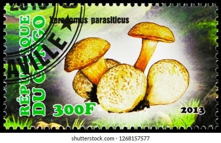 Pilz auf Briefmarke