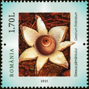 This mushroom on a stamp