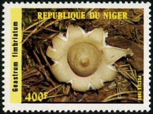 This mushroom on a stamp