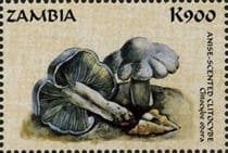 Pilz auf Briefmarke