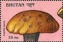 Pilz auf Briefmarke