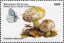 This mushroom on a stamp
