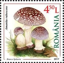 This mushroom on a stamp