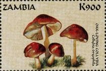 Pilz auf Briefmarke
