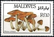 This mushroom on a stamp